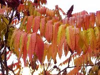 Podzim - paleta barev
